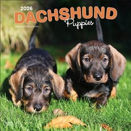 DACHSHUND PUPPIES 2026 SQUARE