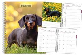 DACHSHUNDS 2026 ENGAGEMENT