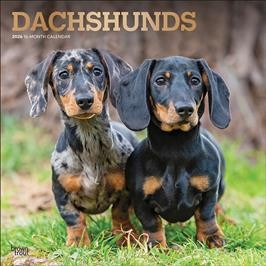 DACHSHUNDS 2026 SQUARE FOIL