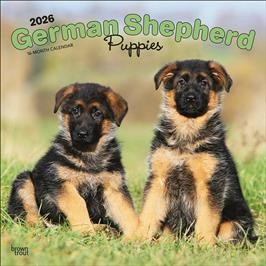 GERMAN SHEPHERD PUPPIES 2026 SQUARE