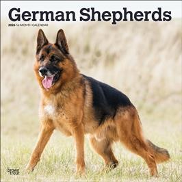 GERMAN SHEPHERDS 2026 SQUARE
