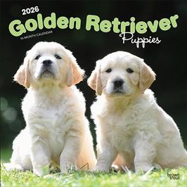 GOLDEN RETRIEVER PUPPIES 2026 SQUARE