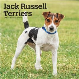 JACK RUSSELL TERRIERS 2026 SQUARE