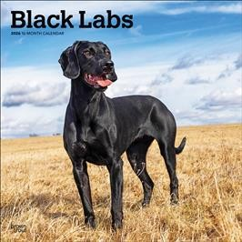 LABRADOR RETRIEVERS, BLACK 2026 SQUARE