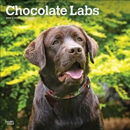LABRADOR RETRIEVERS, CHOCOLATE 2026 SQUARE