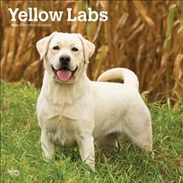 LABRADOR RETRIEVERS, YELLOW 2026 SQUARE