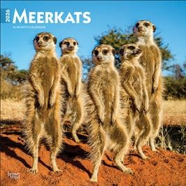 MEERKATS 2026 SQUARE