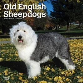 OLD ENGLISH SHEEPDOGS 2026 SQUARE