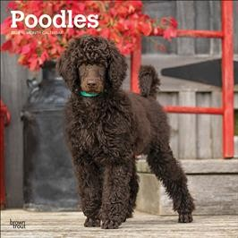 POODLES 2026 SQUARE
