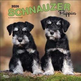 SCHNAUZER PUPPIES 2026 SQUARE
