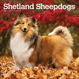 SHETLAND SHEEPDOGS 2026 SQUARE