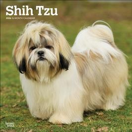 SHIH TZU 2026 SQUARE