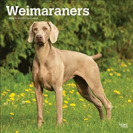 WEIMARANERS 2026 SQUARE